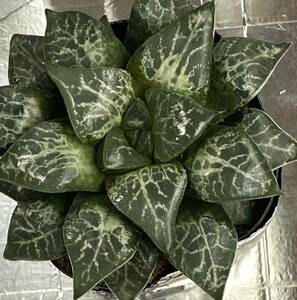 ☆ハオルチア・老川コンプトNo1 大株【Haworthia ハオルチア ハオルシア 多肉植物】