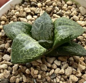 ☆ハオルチア・萩原コンプト 仔苗【Haworthia ハオルチア ハオルシア 多肉植物】