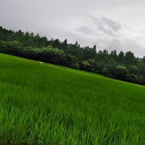 令和5年産新米栃木県特一等米コシヒカリ25キロ無農薬にて作り上げた自慢のお米です。安心、安全のお米です。一単農家、無農薬、の画像4