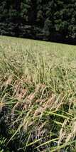 令和5年産新米栃木県特一等米コシヒカリ25キロ無農薬にて作り上げた自慢のお米です。安心、安全のお米です。一単農家、無農薬、_画像2
