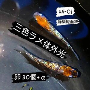 静楽庵様血統 WI-01 三色ラメ体外光 めだか メダカ 卵 30個＋α