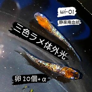 静楽庵様血統 WI-01 三色ラメ体外光 めだか メダカ 卵 20個＋α