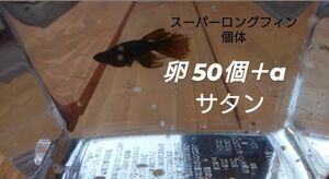 サタン めだか メダカ 卵 50個+α