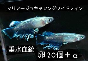 マリアージュキッシングワイドフィン メダカ めだか 卵 20個+α