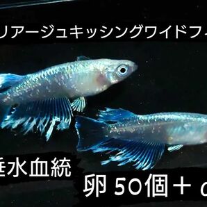 マリアージュキッシングワイドフィン メダカ めだか 卵 50個+α