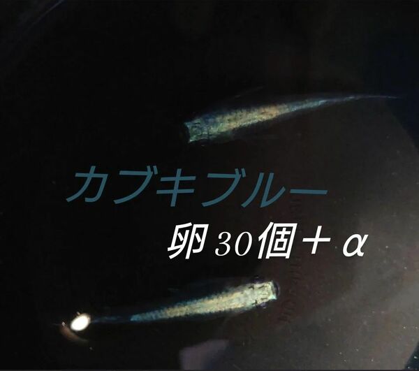 カブキブルー メダカ めだか 卵 30個+α