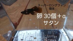 サタン めだか メダカ 卵 30個+α