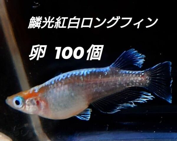 鱗光紅白ロングフィン メダカ めだか 卵 100個