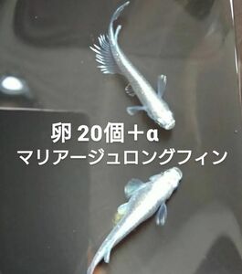 マリアージュロングフィン めだか メダカ 卵 20個+α