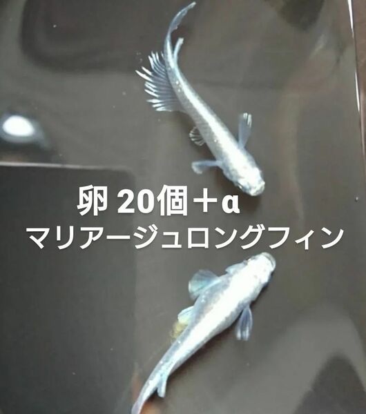 マリアージュロングフィン メダカ めだか 卵 20個+α