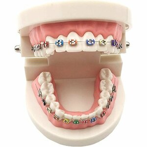  new goods Island correction for dental the truth thing adult body model tooth . brush teeth guidance tooth row correction tooth row model tooth . model chief 231