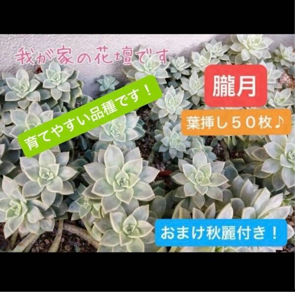 発芽済み！多肉植物 葉挿し★朧月おぼろづき５０枚★オマケ付き♪お試しにも！初心者さんにオススメ！！ 発芽 発根 趣味