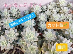 カット苗12個★多肉植物★朧月おぼろづき★オマケ付き♪お試しにも！初心者さんにオススメ！！ 発芽 発根 趣味 園芸