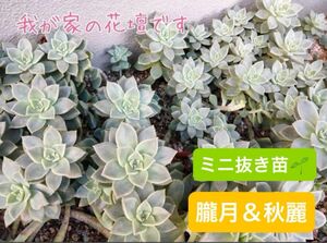 ミニ苗☆多肉植物 葉挿し★朧月★秋麗★お試しにも！初心者さんにオススメ！！発芽 発根 趣味