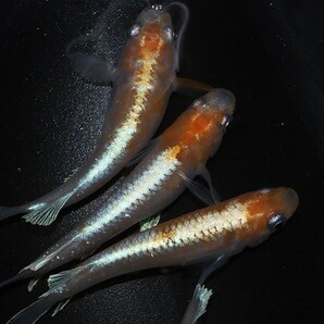 ◆米めだか◆稚魚 レッドクリフ 紅白 タイプ［１０匹］☆極上☆  の画像1