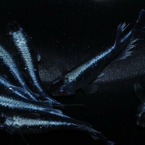 ◆米めだか◆稚魚 ラムネブルーロングフィン［稚魚１０匹］ 超極美 カズ―メダカ様直系  の画像1