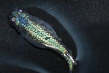 ◆米めだか◆稚魚　ネプチューン　［稚魚１０匹］ 　サバンナ様血統　☆極上☆　　_画像3