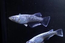 ◆米めだか◆稚魚　「ラムネブルーロングフィン パラレル」稚魚１０匹　★超極美　カズ―メダカ様ブリード個体　　　_画像3