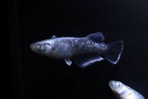 ◆米めだか◆稚魚　「ラムネブルーロングフィン パラレル」稚魚１０匹　★超極美　カズ―メダカ様ブリード個体　　　_画像2