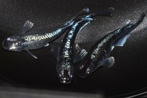 ◆米めだか◆稚魚　ミッドナイトフリル　体外光タイプ　〔稚魚１０匹〕　☆極上☆_画像2