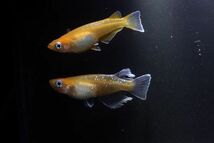 ◆米めだか◆稚魚　★紅マドンナ［稚魚１０匹］★　超おススメ　_画像2