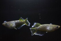 ◆米めだか◆稚魚　フロマージュ　［稚魚１０匹］　垂水様直系　☆極上☆　_画像1