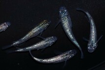 ◆米めだか◆稚魚　ヒミツヘイキ［稚魚１０匹］　　☆極上☆　　　_画像2