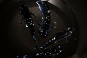 ◆米めだか◆稚魚　ミッドナイトフリル　　ラメタイプ　［稚魚１０匹］ ☆★極上★☆