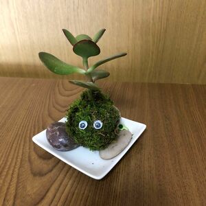 苔玉　カネノナルキ