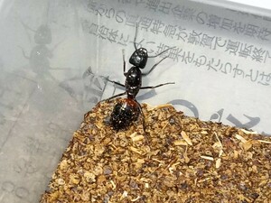 ムネアカオオアリの女王蟻