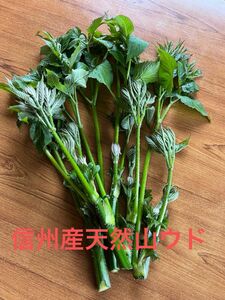 信州産 天然山ウド うど 無農薬