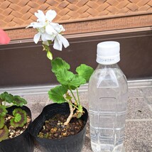 サーモンピンクと、白の花のゼラニウム各1ポット_画像3