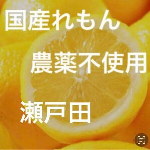 国産瀬戸田レモン農薬不使用