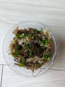 ビカクシダ　月光爪哇　胞子培養 