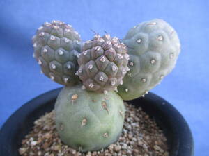  cactus succulent plant geometoliks