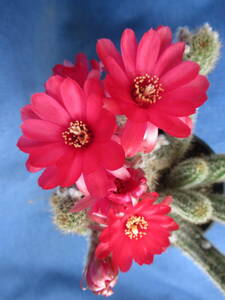 サボテン多肉植物　花サボテン　紅鮮麗玉・白檀交配種　