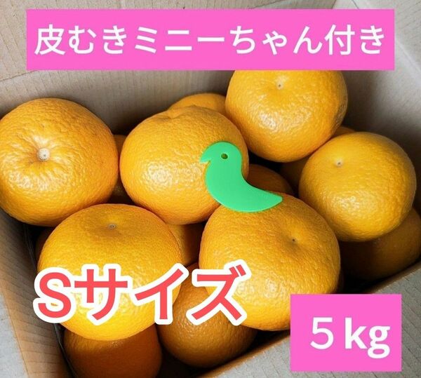 和歌山県産　八朔　５kg