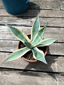 アガベ　アオノリュウゼツラン　アメリカーナ　　Agave 多肉植物 実生