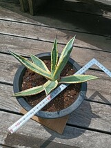 アガベ Agave アメリカーナ 斑入り_画像3