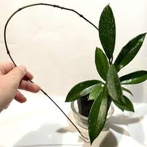 観葉植物　ポットごと　ホヤ プビカリクス シルバーピンク　斑入り　スプラッシュ　とても丈夫で育てやすいです　サクララン　_画像2