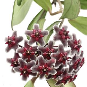 花座付き　ポットごと　ホヤ プビカリクス ロイヤルハワイアンパープル Hoya pubicalyx ‘Royal Hawaiian Purple' 