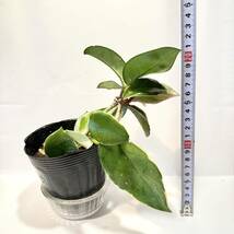 観葉植物　ポットごと　ホヤ　カルノーサ　サクララン　斑入り　リップカラー　丈夫で育てやすくかわいい花が咲きます。_画像10