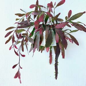 【実生】観葉植物　　プセウドリプサリス　ラムローサ　レッドコーラル　ポットごと　紅葉　ハンギング向け