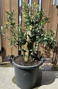  olive olive. tree old tree bonsai 