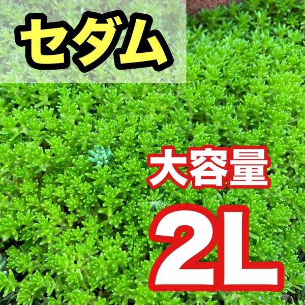 セダム　2リットル　グランドカバー　多肉植物