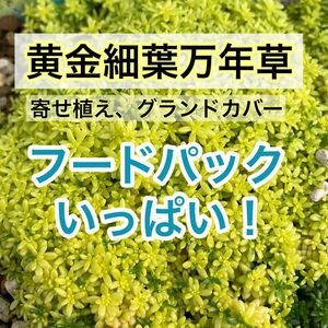 多肉植物　セダム　黄金細葉万年草