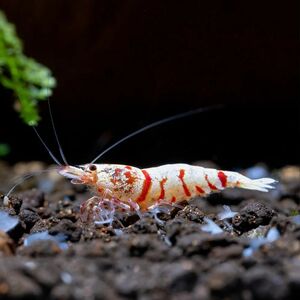  red fancy Tiger shrimp 5 pcs [12mm±3mm] @P.O.C