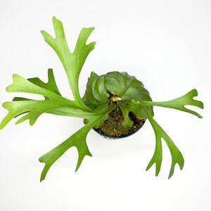  staghorn fern lido Ray small leaf type S1 P.ridleyi slender staghorns