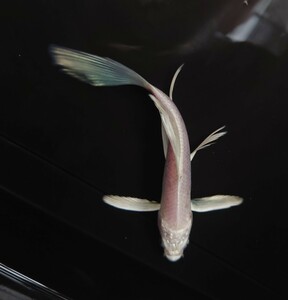 【AQUAいろ】ヒレナガ錦鯉　ホワイト　キレイな白地個体！ これから育成、鑑賞更に楽しめます！約12センチ前後 同梱包可能　　№1