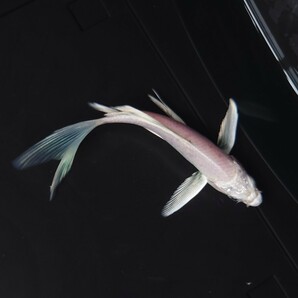 【AQUAいろ】ヒレナガ錦鯉 ホワイト キレイな白地個体！ これから育成、鑑賞更に楽しめます！約12センチ前後 同梱包可能  №1の画像8